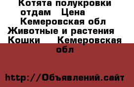 Котята полукровки отдам › Цена ­ 10 - Кемеровская обл. Животные и растения » Кошки   . Кемеровская обл.